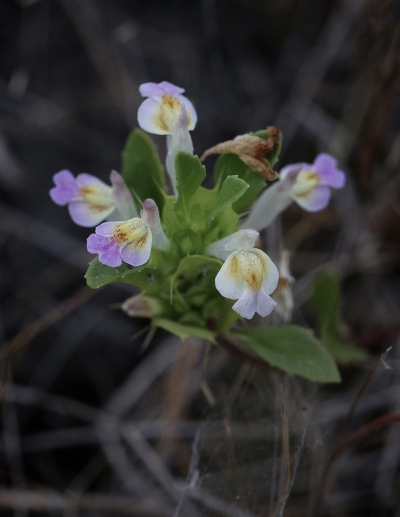 San Mateo Thorn-Mint photo 3