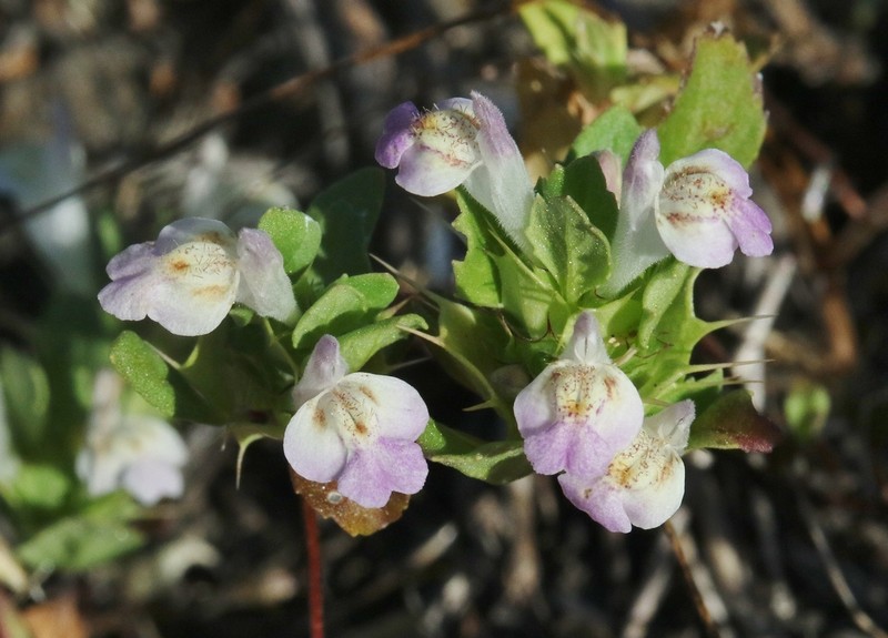 San Mateo Thorn-Mint photo 4