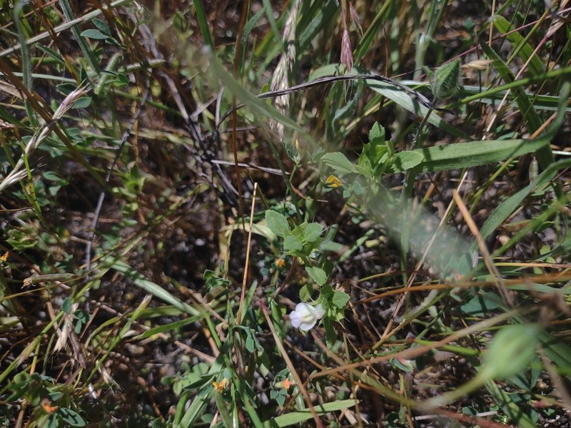 San Mateo Thorn-Mint photo 5