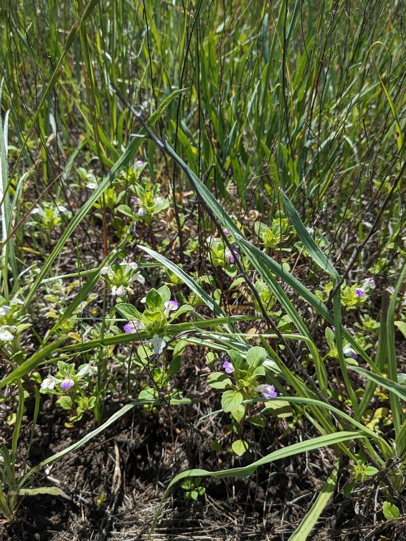 San Mateo Thorn-Mint photo 6