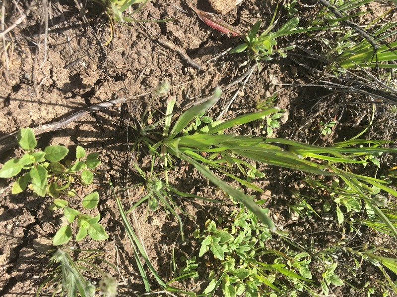 San Mateo Thorn-Mint photo 7