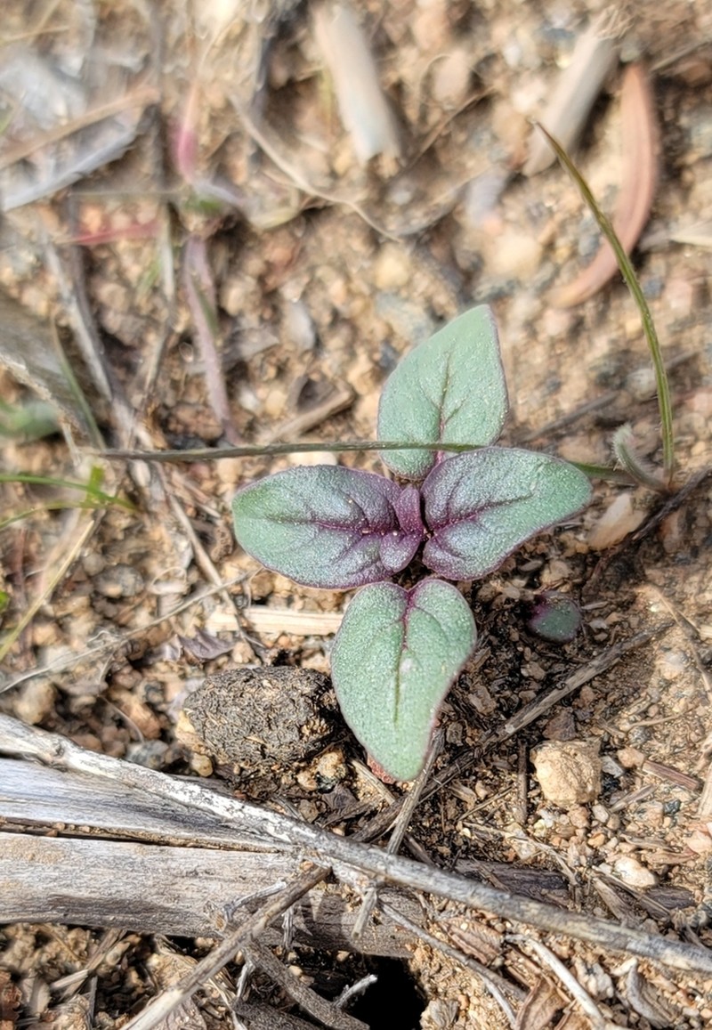 San Diego Thorn-Mint photo 4