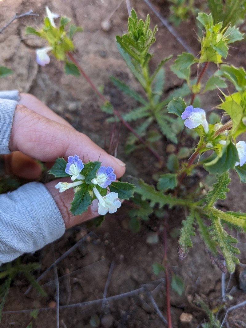 San Diego Thorn-Mint photo 5
