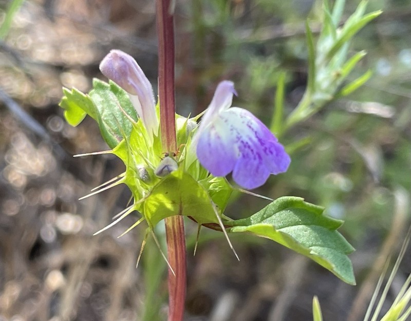 San Diego Thorn-Mint photo 6