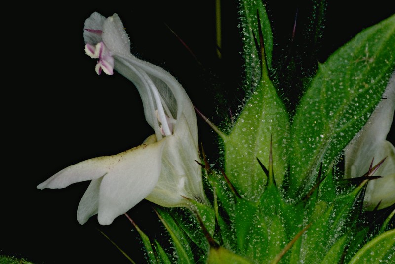 Santa Clara Thorn-Mint