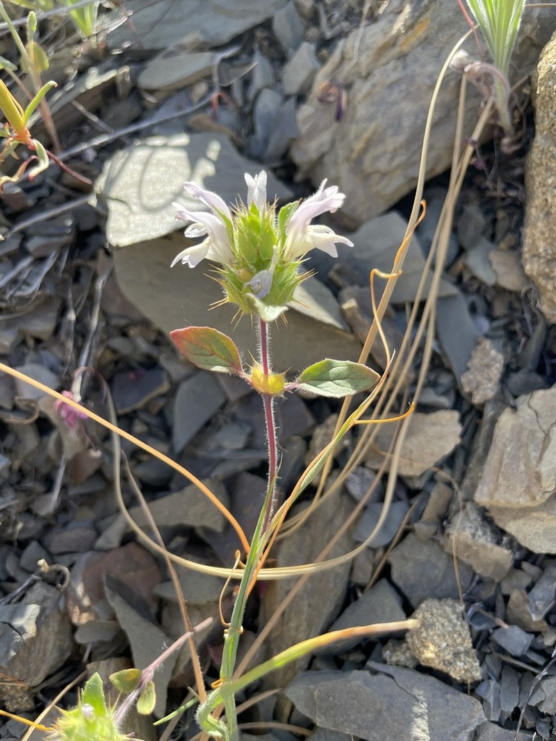 Santa Clara Thorn-Mint photo 2