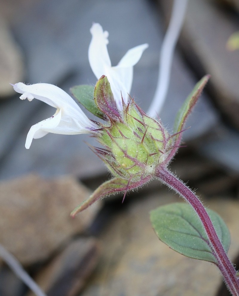 Santa Clara Thorn-Mint photo 3