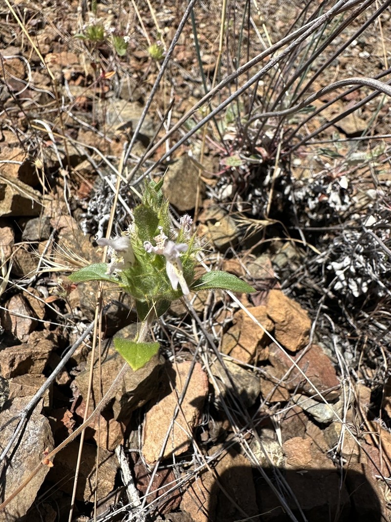 Santa Clara Thorn-Mint photo 4