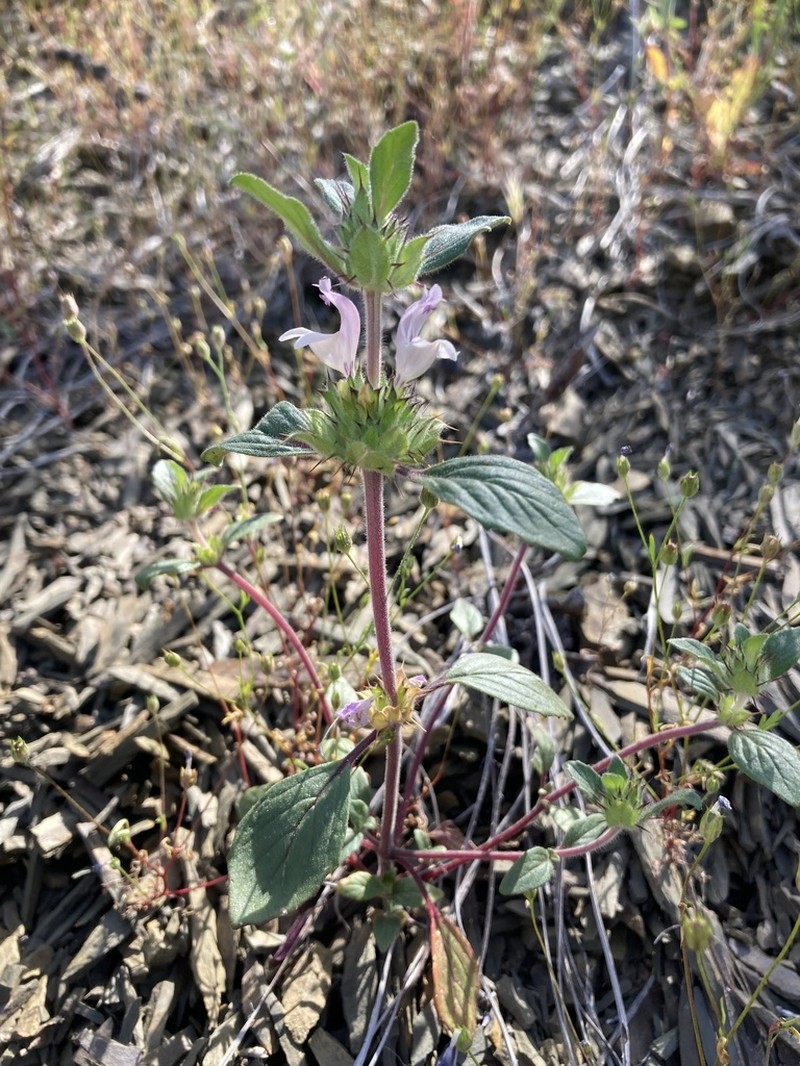 Santa Clara Thorn-Mint photo 5
