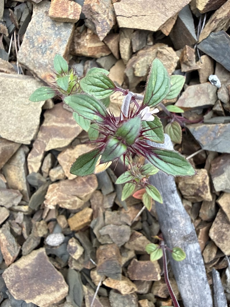 Santa Clara Thorn-Mint photo 6