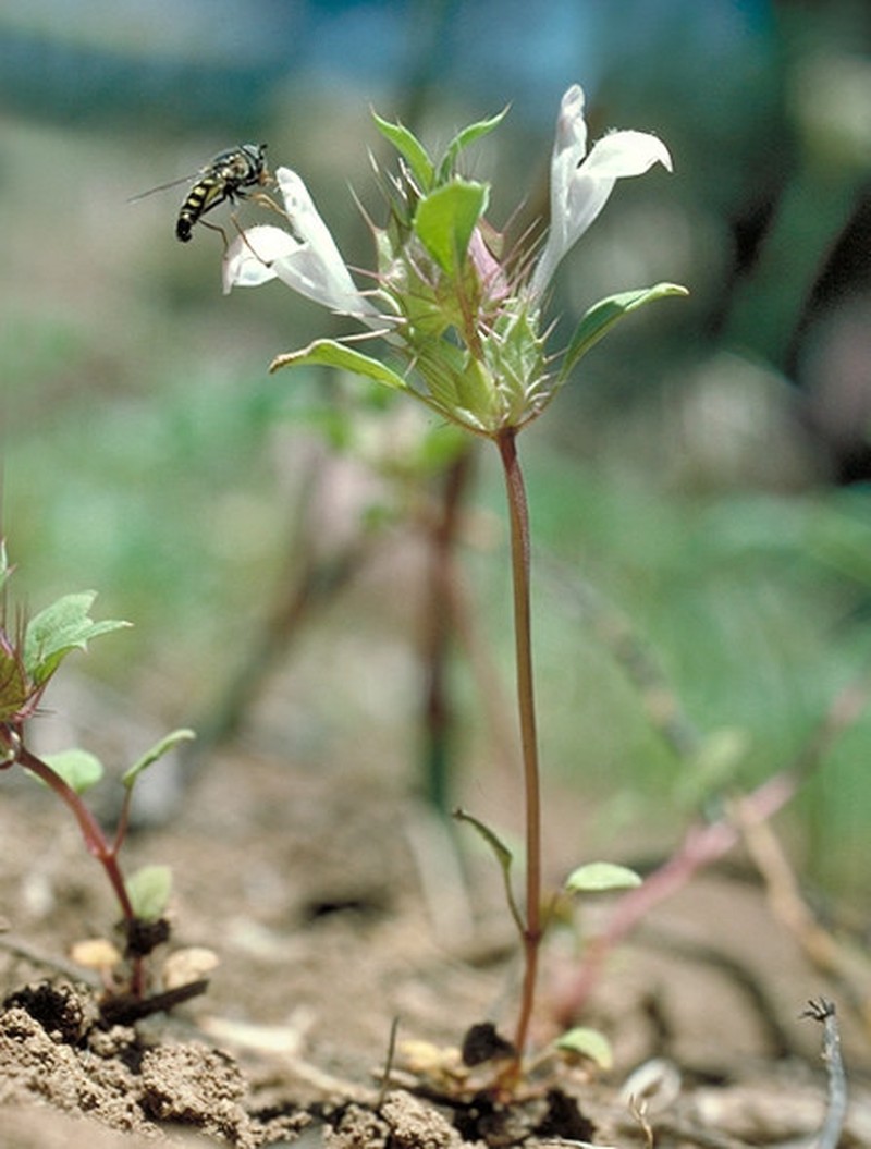 San Benito Thorn-Mint
