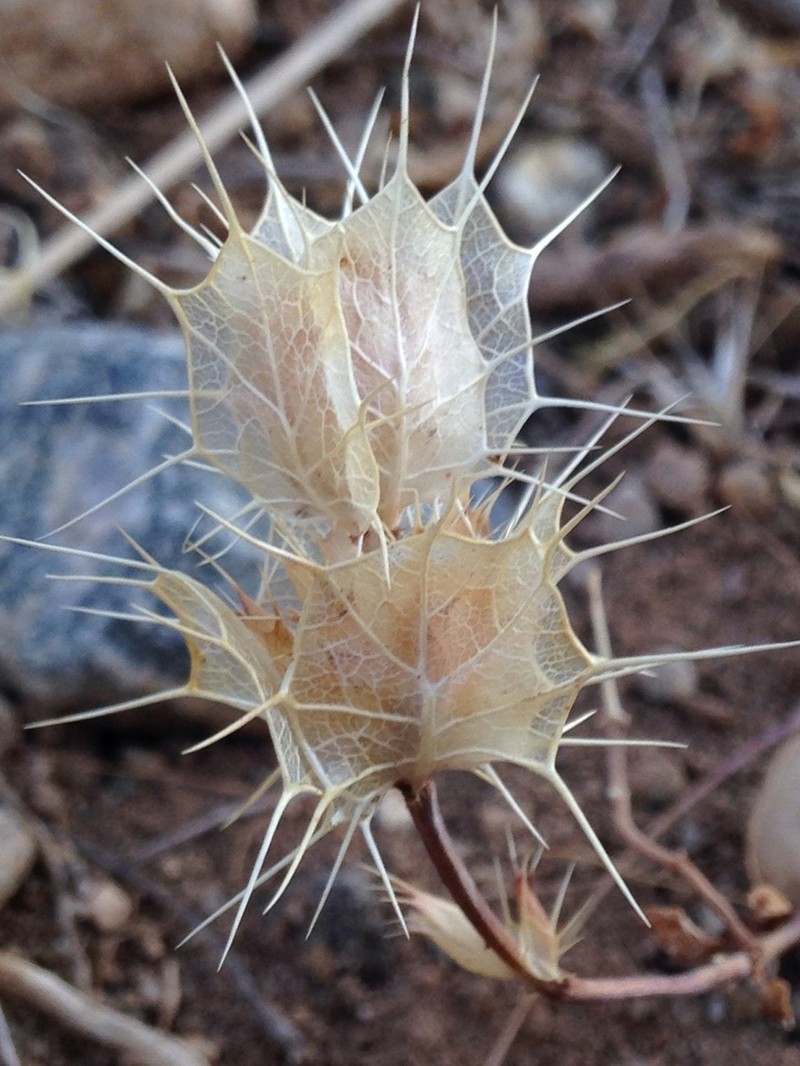 San Benito Thorn-Mint photo 3