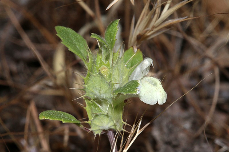 San Benito Thorn-Mint photo 4