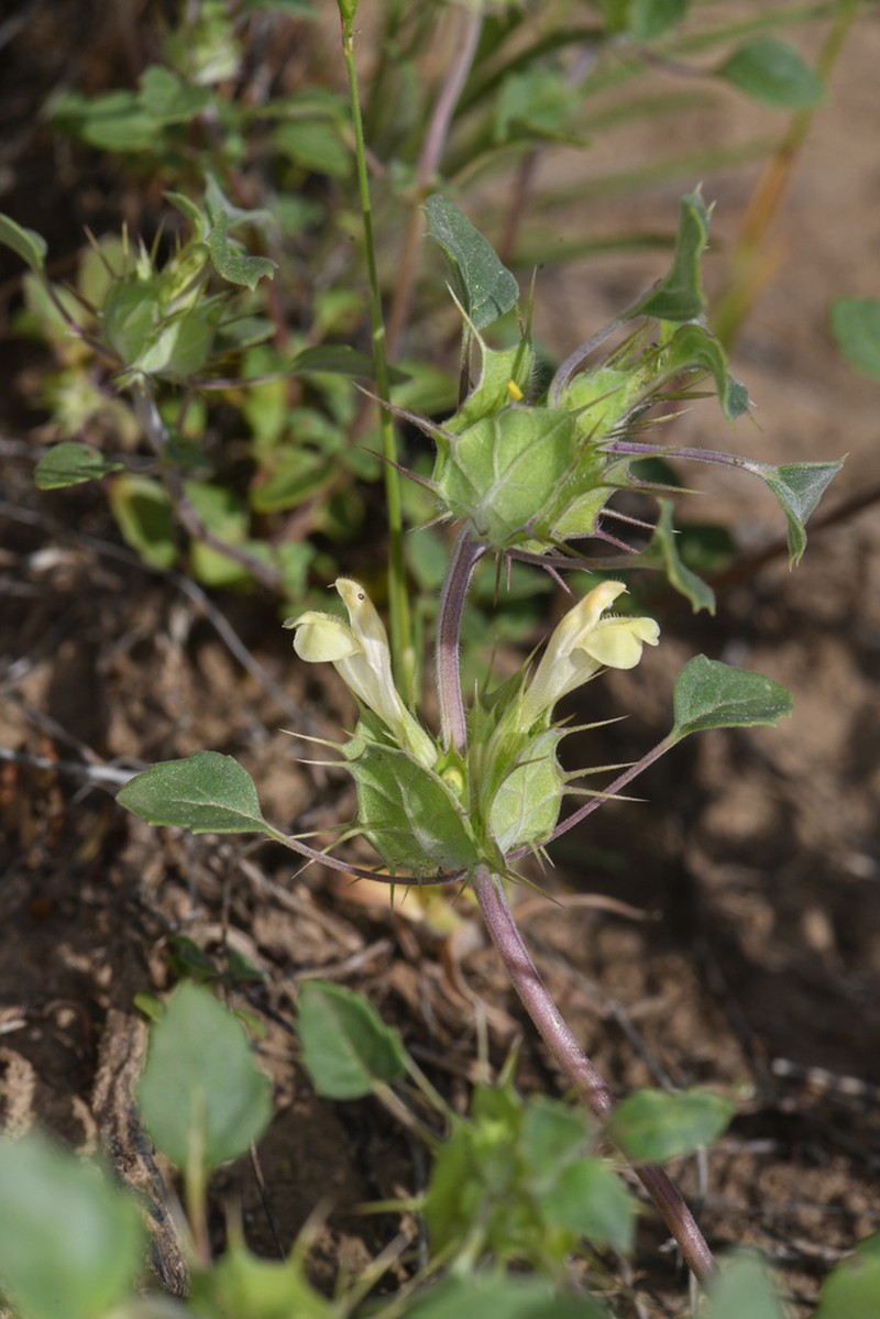 San Benito Thorn-Mint photo 5
