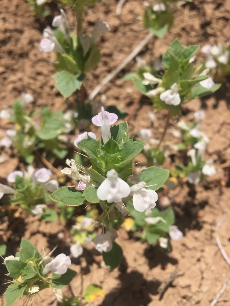 San Benito Thorn-Mint photo 6