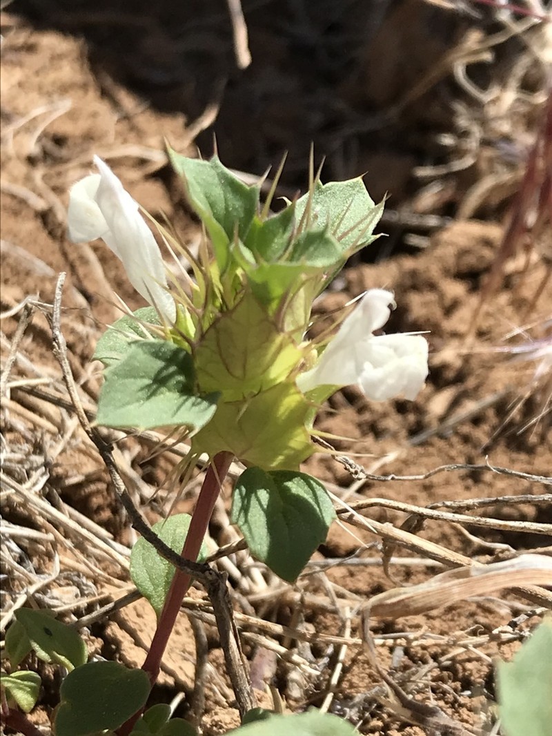 San Benito Thorn-Mint photo 7