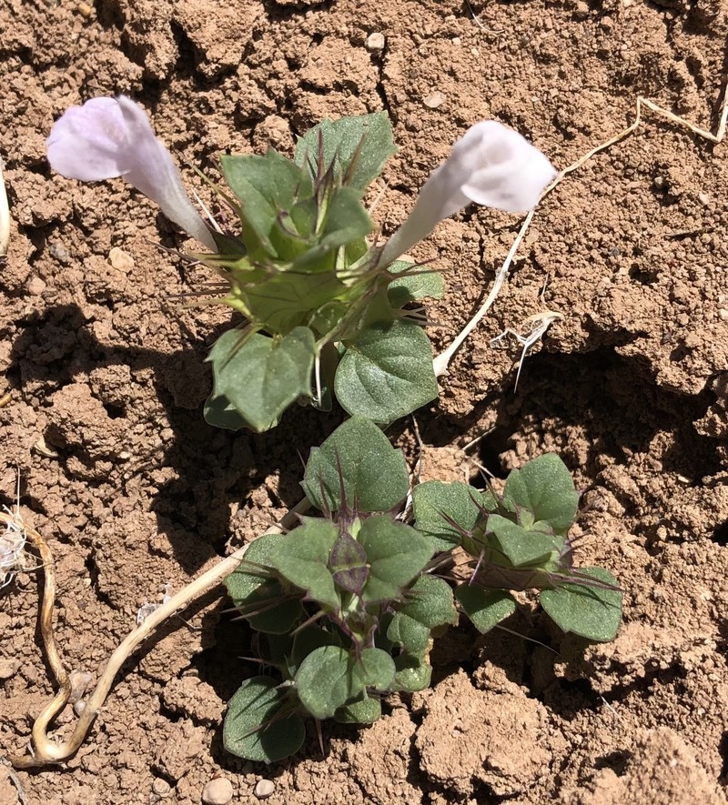 Acanthomintha obovata subsp. cordata