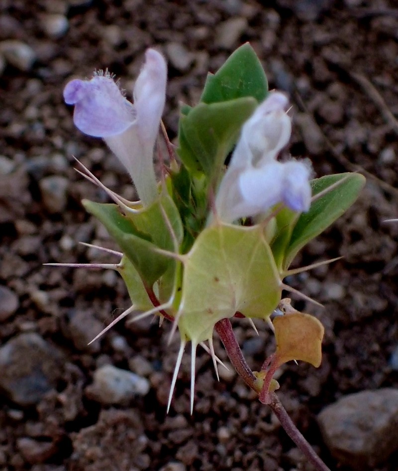 Acanthomintha obovata subsp. cordata photo 2