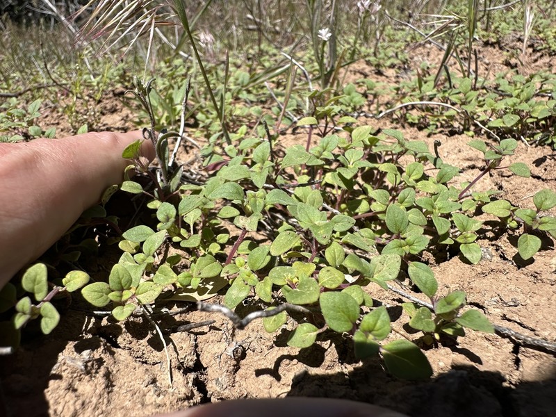 Acanthomintha obovata subsp. cordata photo 3