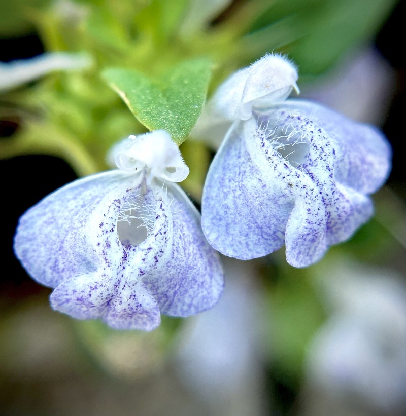 Acanthomintha obovata subsp. cordata photo 4