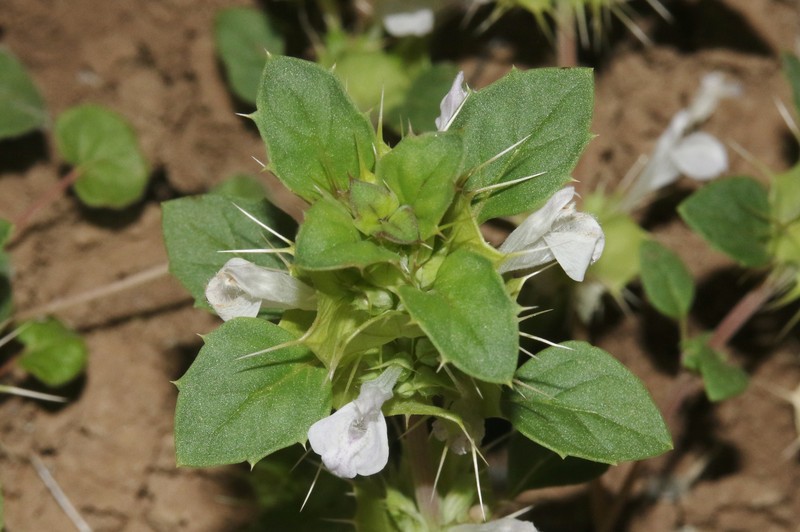 Acanthomintha obovata subsp. cordata photo 5