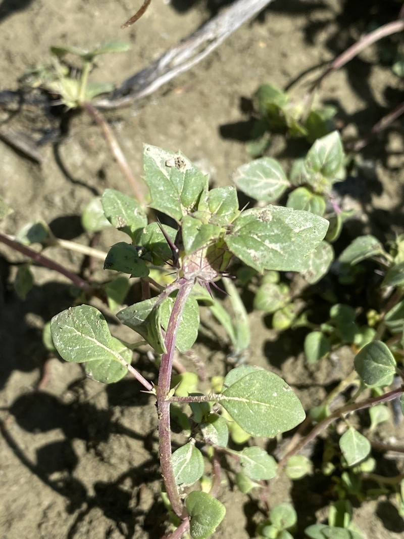 Acanthomintha obovata subsp. cordata photo 6