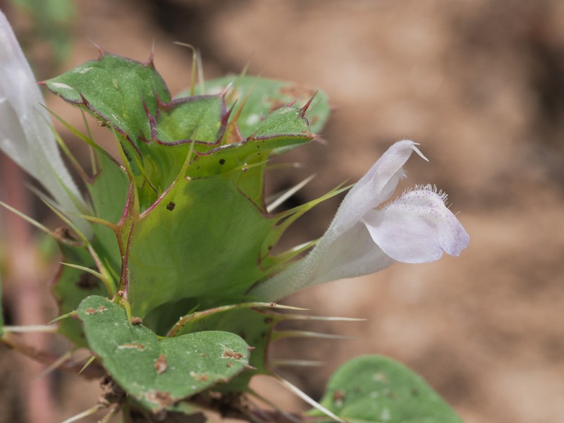 Acanthomintha obovata subsp. cordata photo 7