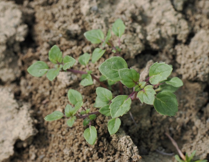 Acanthomintha obovata subsp. obovata