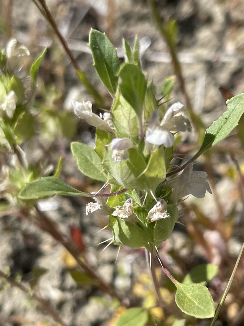 Acanthomintha obovata subsp. obovata photo 3
