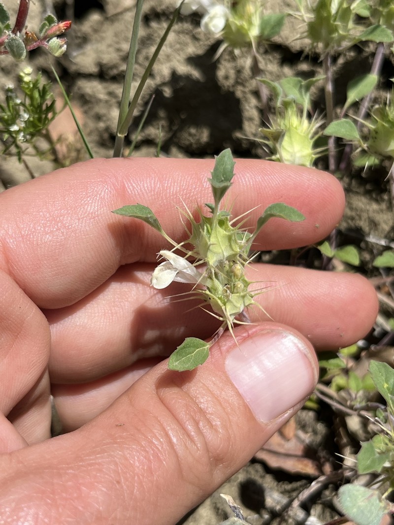 Acanthomintha obovata subsp. obovata photo 4