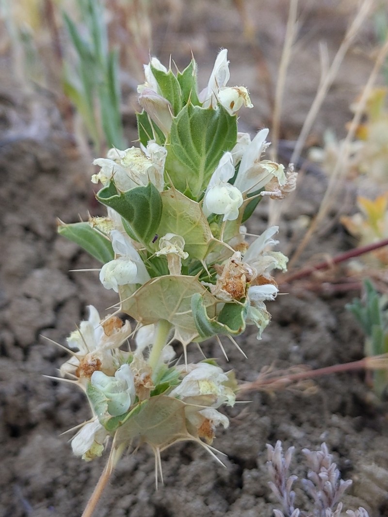 Acanthomintha obovata subsp. obovata photo 5