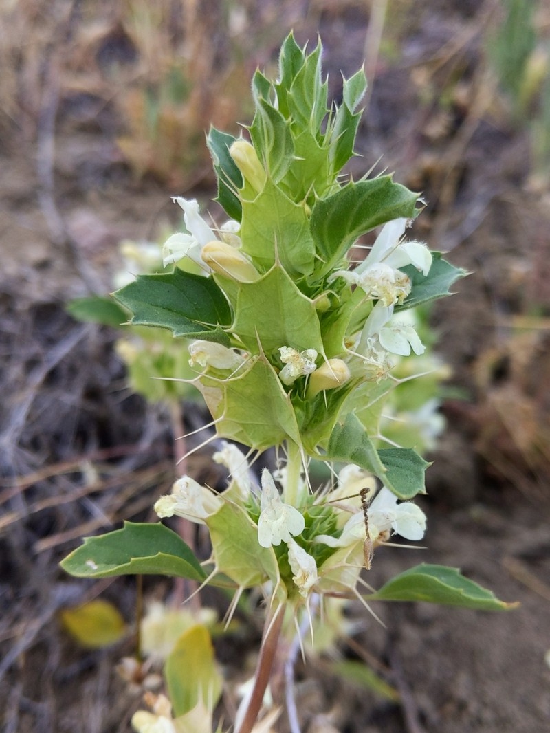 Acanthomintha obovata subsp. obovata photo 6