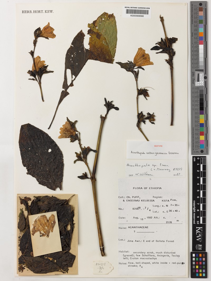 Acanthopale aethiogermanica