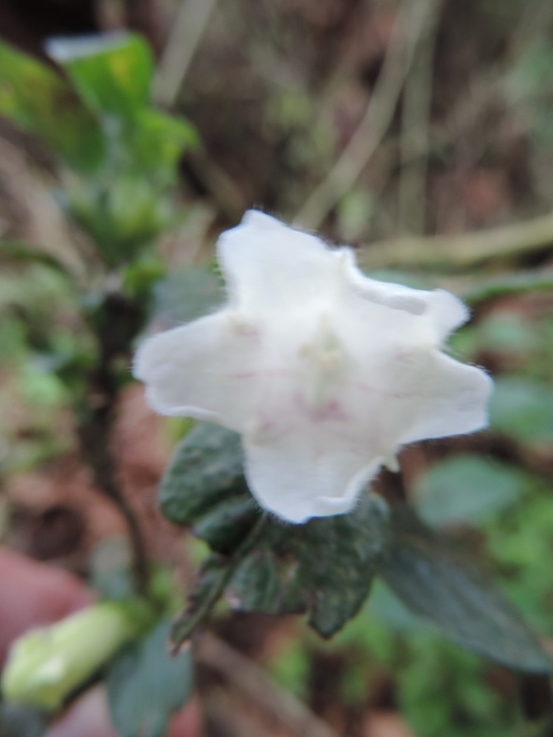 Acanthopale confertiflora