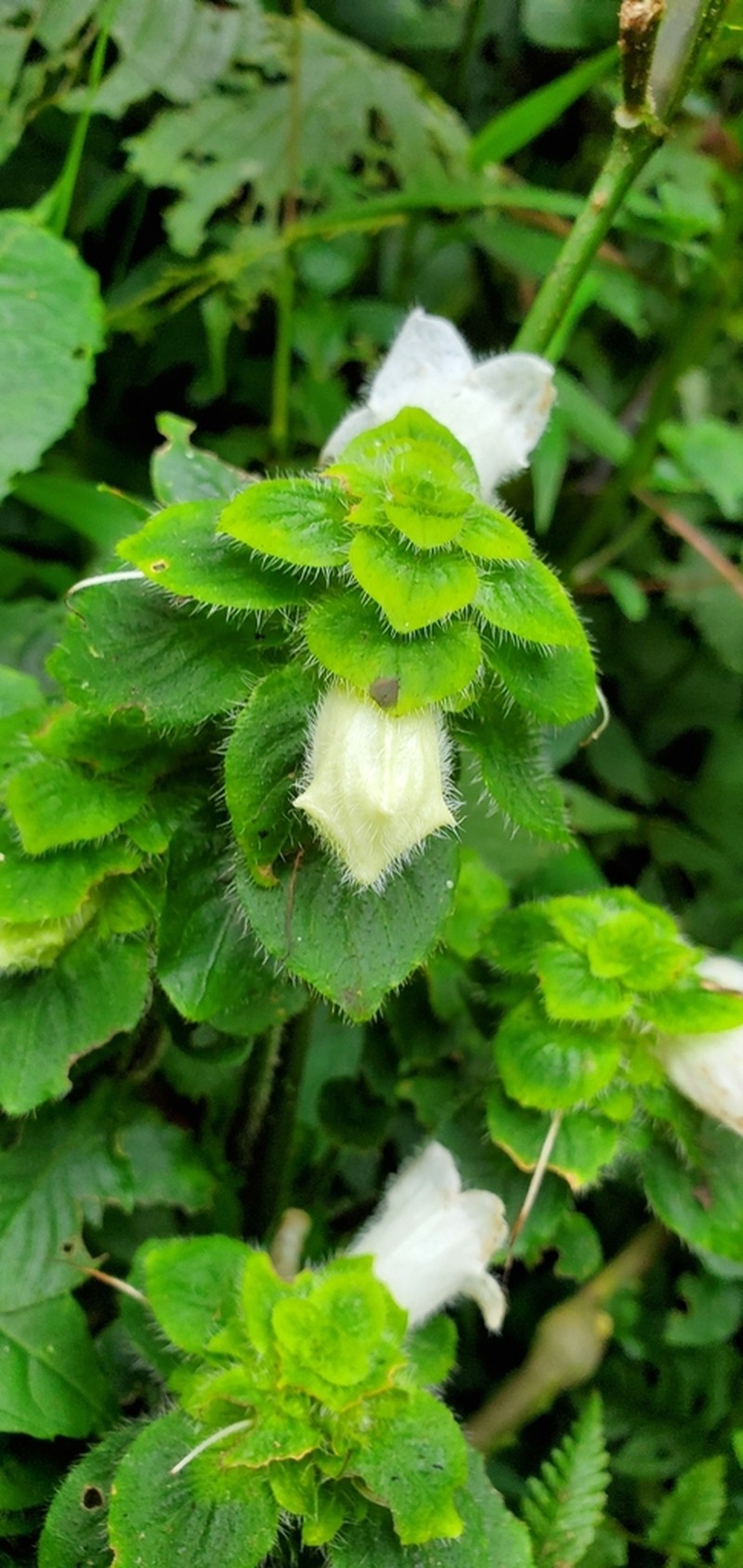 Acanthopale confertiflora photo 2