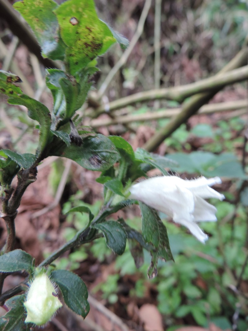 Acanthopale confertiflora photo 3