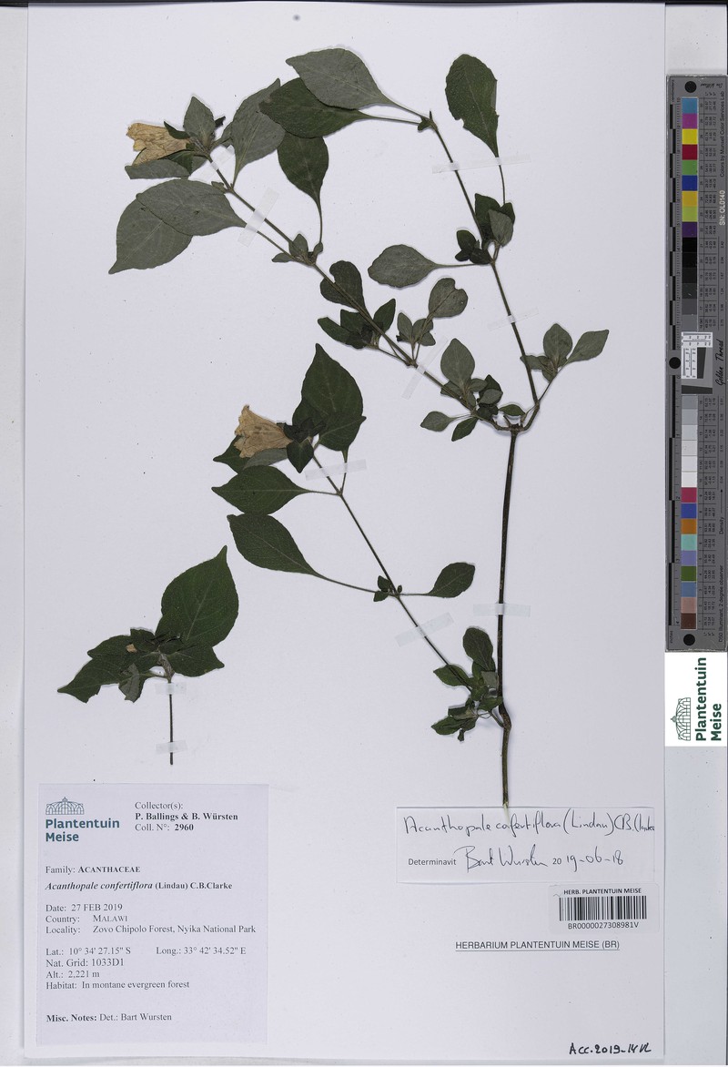Acanthopale confertiflora photo 4