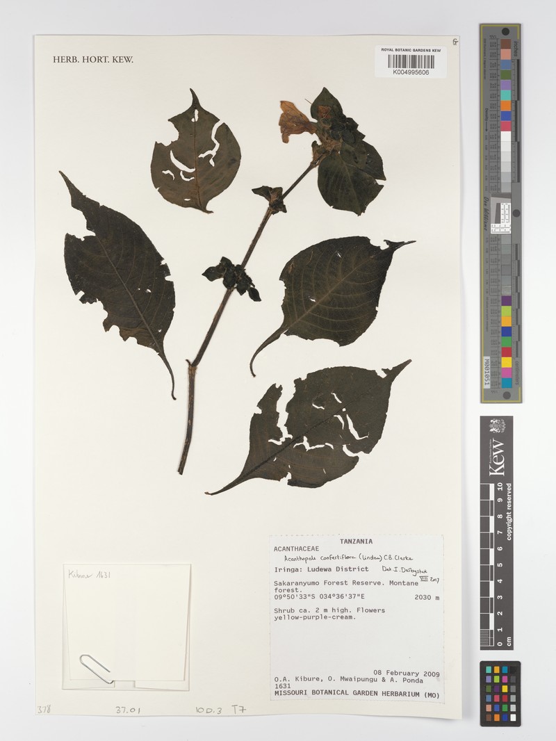 Acanthopale confertiflora photo 5