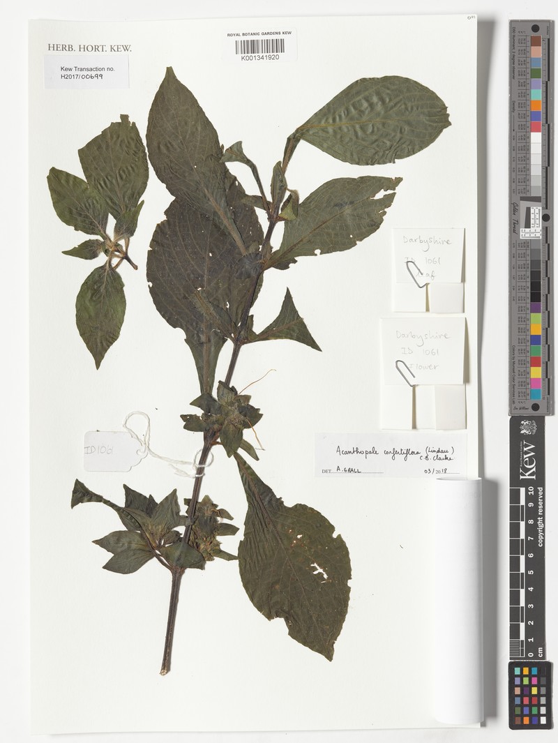 Acanthopale confertiflora photo 6