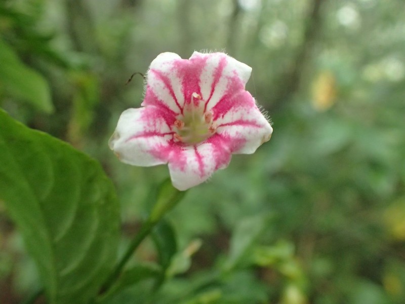 Acanthopale decempedalis