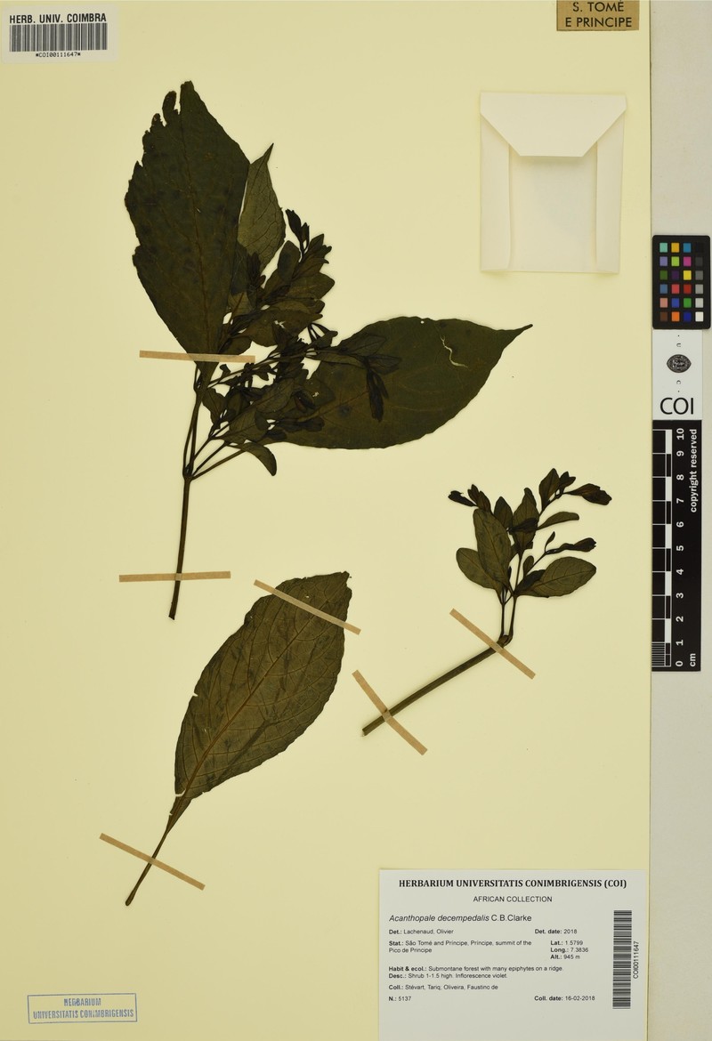 Acanthopale decempedalis photo 2
