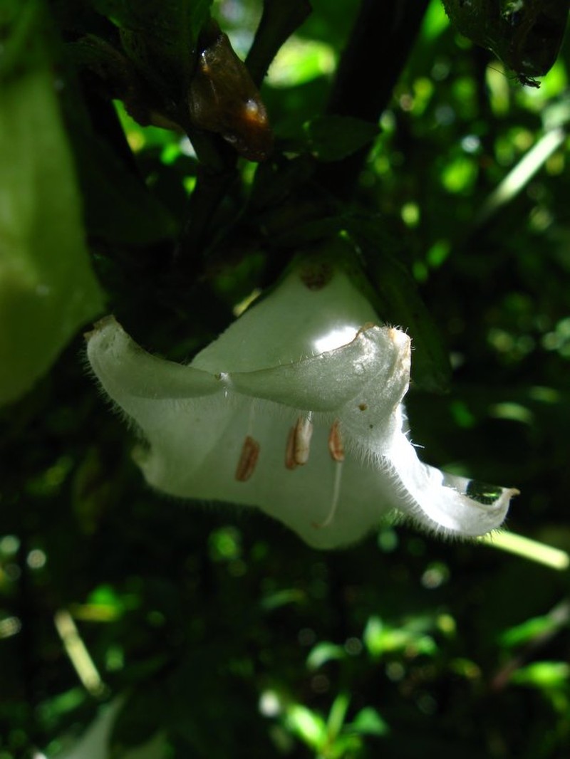 Acanthopale decempedalis photo 3