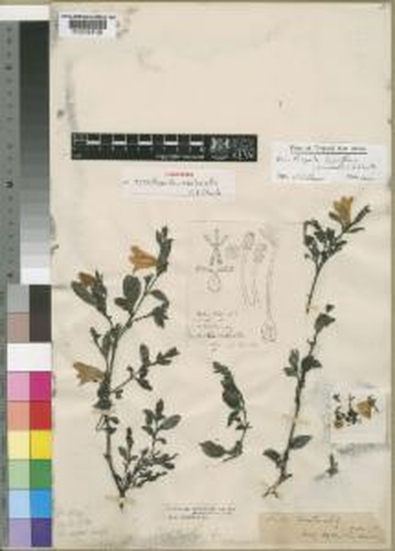 Acanthopale laxiflora