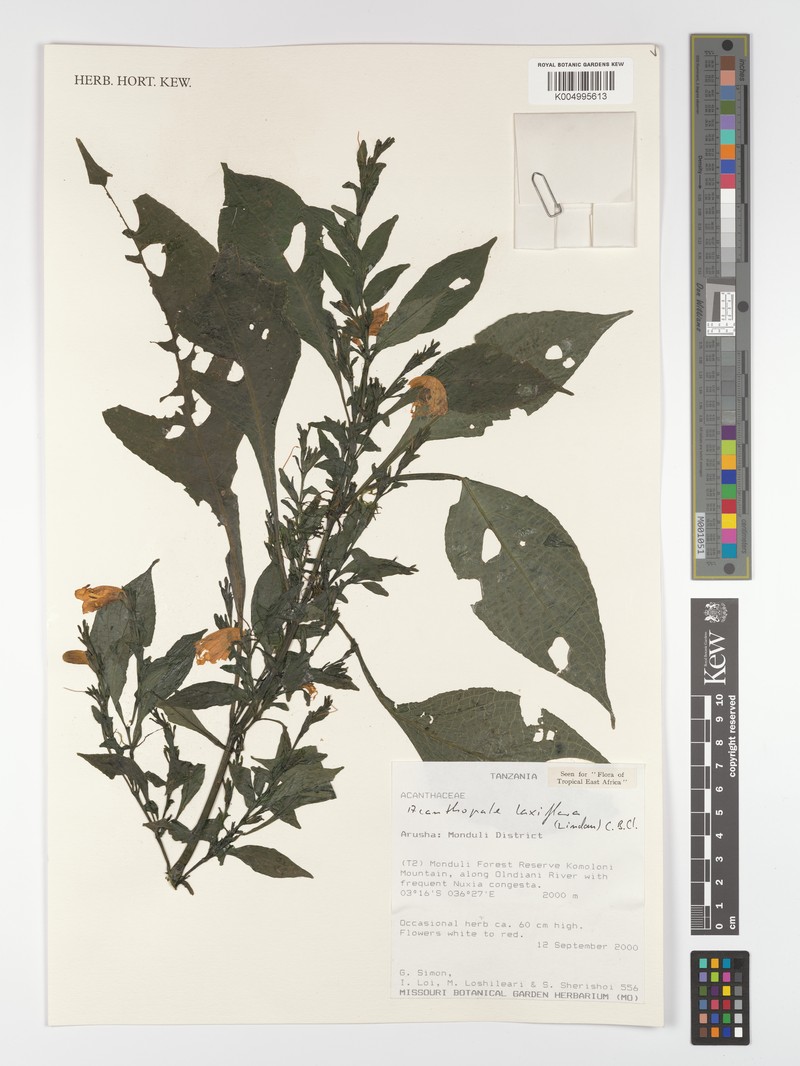 Acanthopale laxiflora photo 2