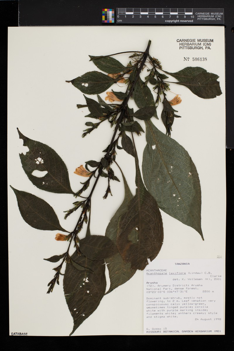 Acanthopale laxiflora photo 3
