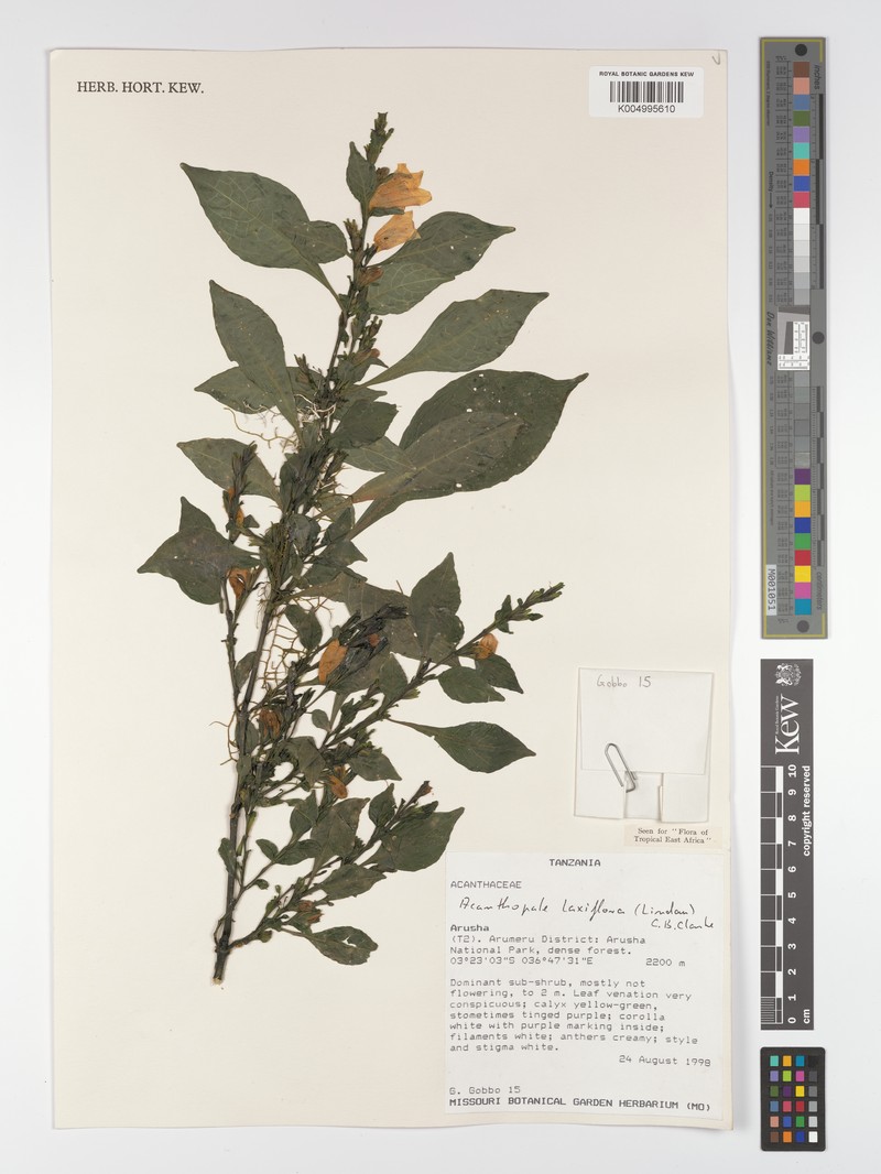 Acanthopale laxiflora photo 4