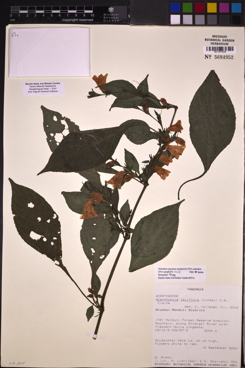 Acanthopale laxiflora photo 5