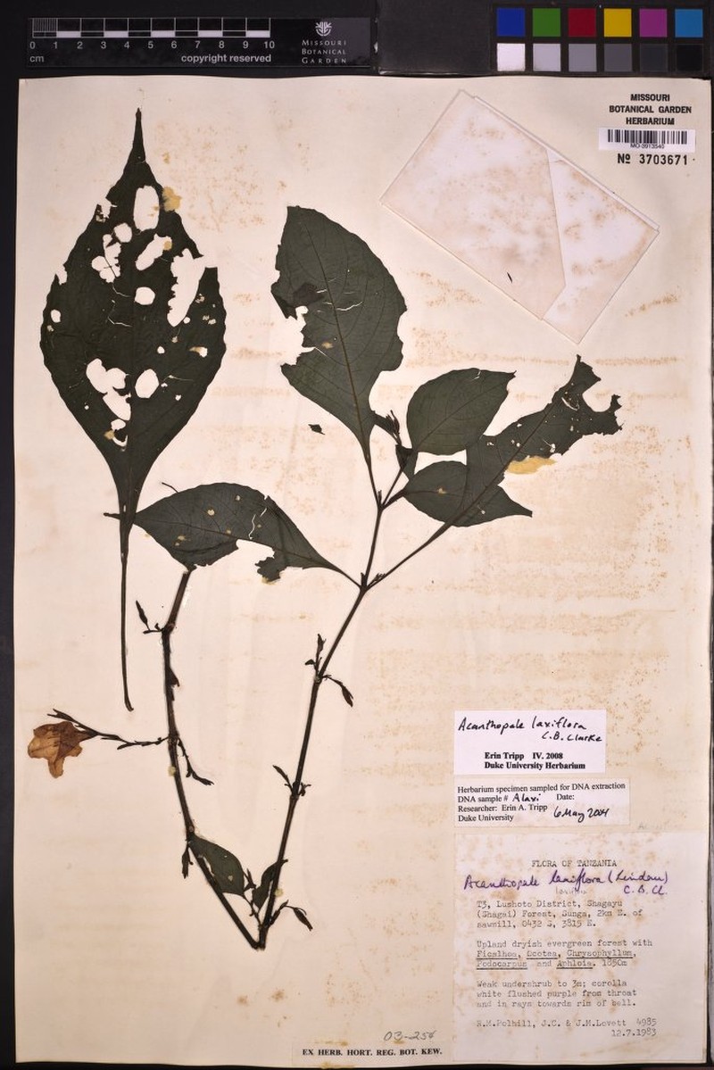 Acanthopale laxiflora photo 6