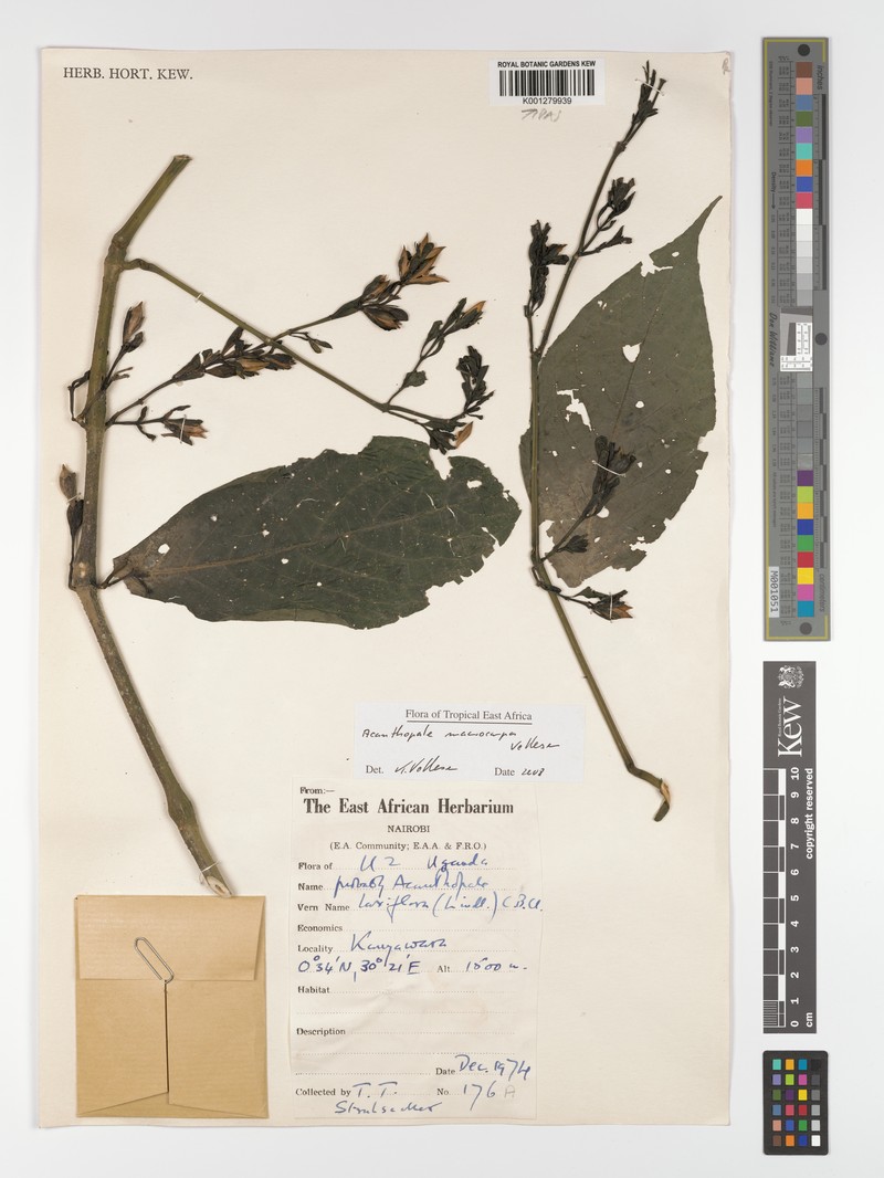 Acanthopale macrocarpa