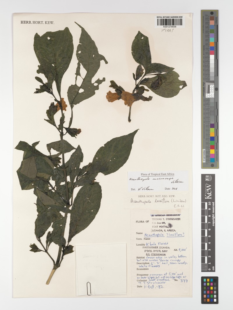 Acanthopale macrocarpa photo 2
